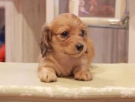 Kaninchen-Dachshund1178