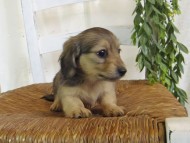 Kaninchen-Dachshund118 Kaninchen-Dachshund118