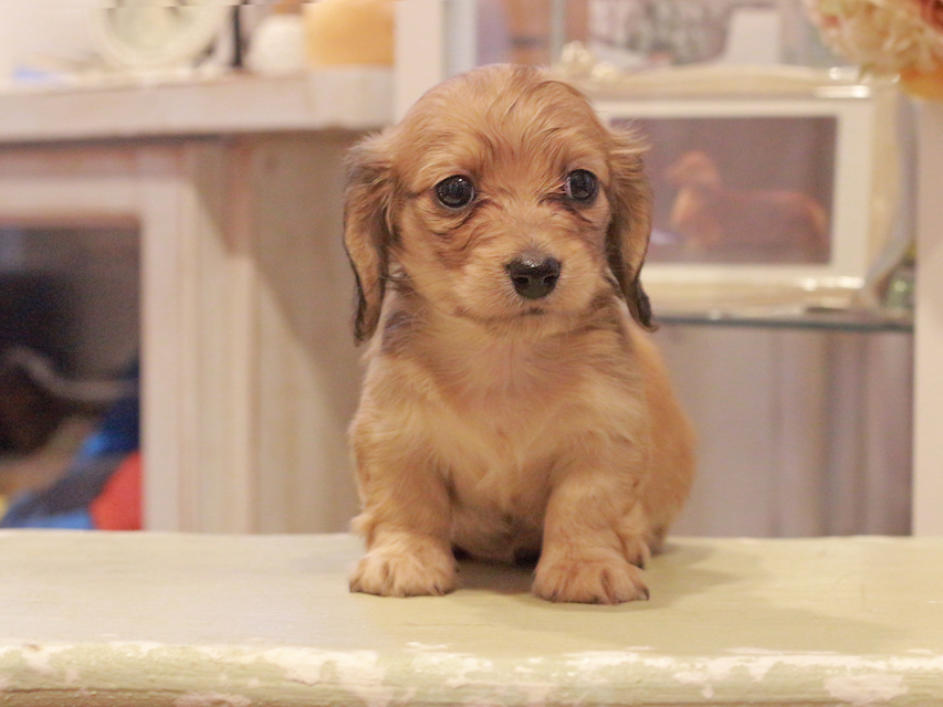 カニンヘン ダックスフンド クラン&ロックスの子犬 イエロー（クリーム） 女の子