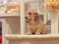 Kaninchen-Dachshund1198