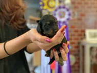 Kaninchen-Dachshund12