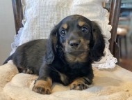 Kaninchen-Dachshund120 Kaninchen-Dachshund120