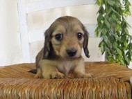 Kaninchen-Dachshund120 Kaninchen-Dachshund120