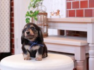 Kaninchen-Dachshund120