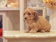 Kaninchen-Dachshund1202