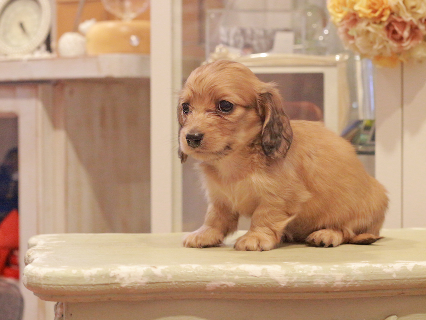 カニンヘン ダックスフンド クラン&ロックスの子犬 イエロー（クリーム） 女の子