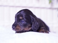 Kaninchen-Dachshund12