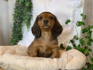 Kaninchen-Dachshund12