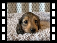 キャンディ & 竹千代の子犬 イエロー(クリーム) 男の子 キャンディ & 竹千代の子犬 イエロー(クリーム) 男の子