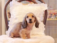 Kaninchen-Dachshund126 Kaninchen-Dachshund126