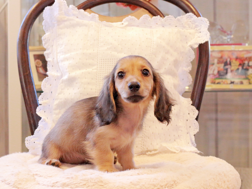 カニンヘン ダックスフンド まめms & 竹千代CHの子犬 シェーデットイエロー(シェーデットクリーム) 女の子(1)Kaninchen-Dachshund126 カニンヘン ダックスフンド まめms & 竹千代CHの子犬 シェーデットイエロー(シェーデットクリーム) 女の子(1)