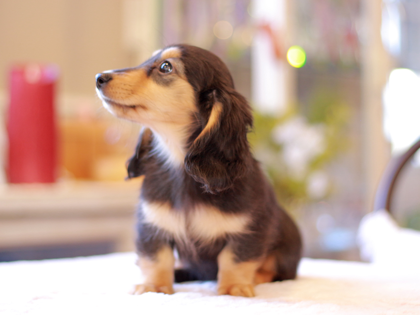 カニンヘン ダックスフンド ジル & ナイトの子犬 ブラックイエロー(ブラッククリーム) 女の子Kaninchen-Dachshund126 カニンヘン ダックスフンド ジル & ナイトの子犬 ブラックイエロー(ブラッククリーム) 女の子