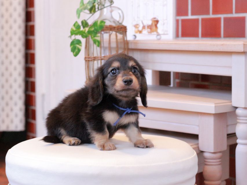 カニンヘン ダックスフンド カイラ & ピーターの子犬 ブラックイエロー（ブラッククリーム） 男の子（2）