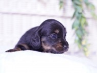 Kaninchen-Dachshund13