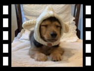 キャンディ & 竹千代の子犬 レッド 男の子 キャンディ & 竹千代の子犬 レッド 男の子