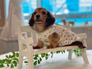 Kaninchen-Dachshund1336 Kaninchen-Dachshund1336