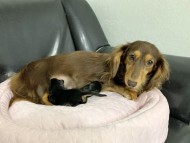 Kaninchen-Dachshund1