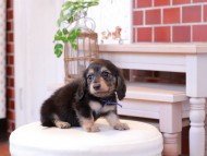 Kaninchen-Dachshund136
