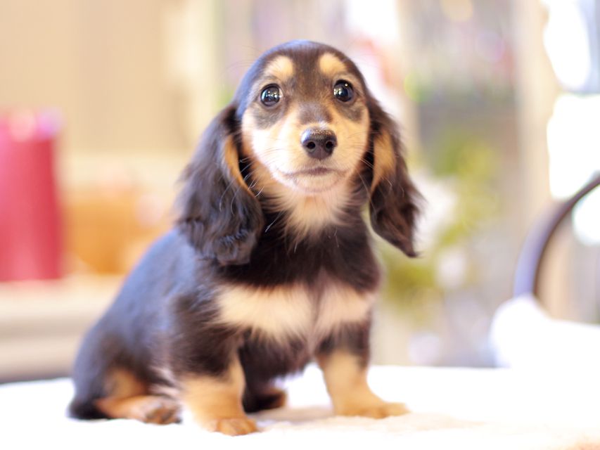 カニンヘン ダックスフンド ジル & ナイトの子犬 ブラックイエロー(ブラッククリーム) 女の子Kaninchen-Dachshund137 カニンヘン ダックスフンド ジル & ナイトの子犬 ブラックイエロー(ブラッククリーム) 女の子