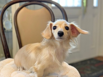 ひなib カニンヘンダックス 2kg ロングヘアード ペールイエロー JKCチャンピオン竹千代直娘 ひなib カニンヘンダックス 2kg ロングヘアード ペールイエロー JKCチャンピオン竹千代直娘