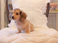 Kaninchen-Dachshund140