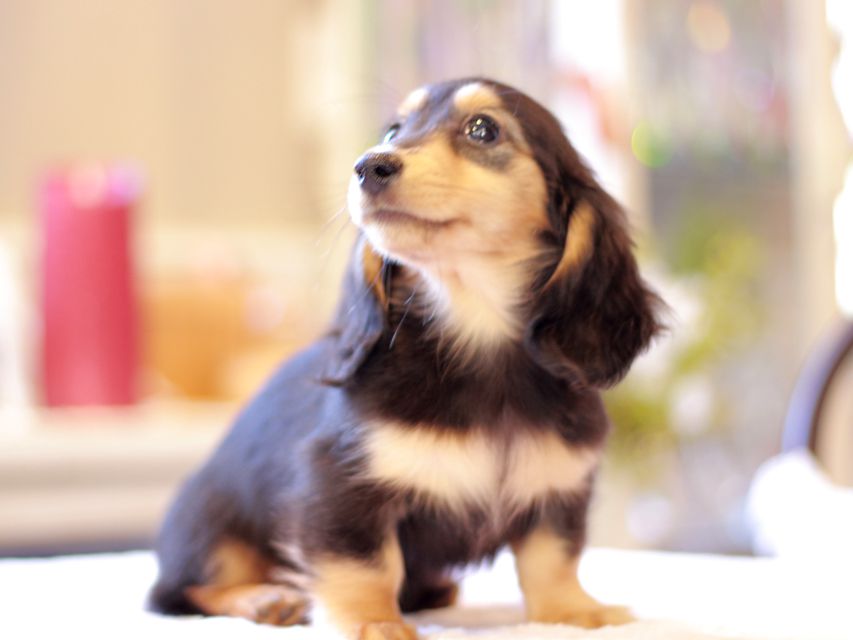 カニンヘン ダックスフンド ジル & ナイトの子犬 ブラックイエロー(ブラッククリーム) 女の子Kaninchen-Dachshund141 カニンヘン ダックスフンド ジル & ナイトの子犬 ブラックイエロー(ブラッククリーム) 女の子