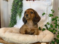 Kaninchen-Dachshund14 Kaninchen-Dachshund14