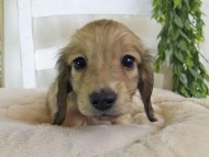 Kaninchen-Dachshund144