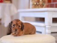 Kaninchen-Dachshund144