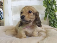 Kaninchen-Dachshund145