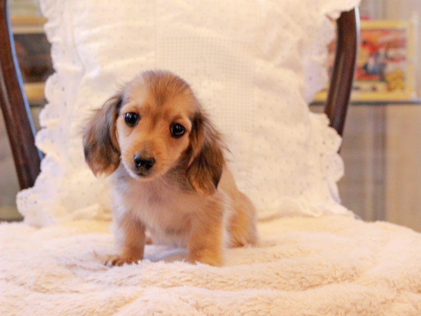 カニンヘン ダックスフンド まめms & 竹千代CHの子犬 シェーデットイエロー（シェーデットクリーム） 女の子（2）