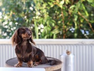 Kaninchen-Dachshund