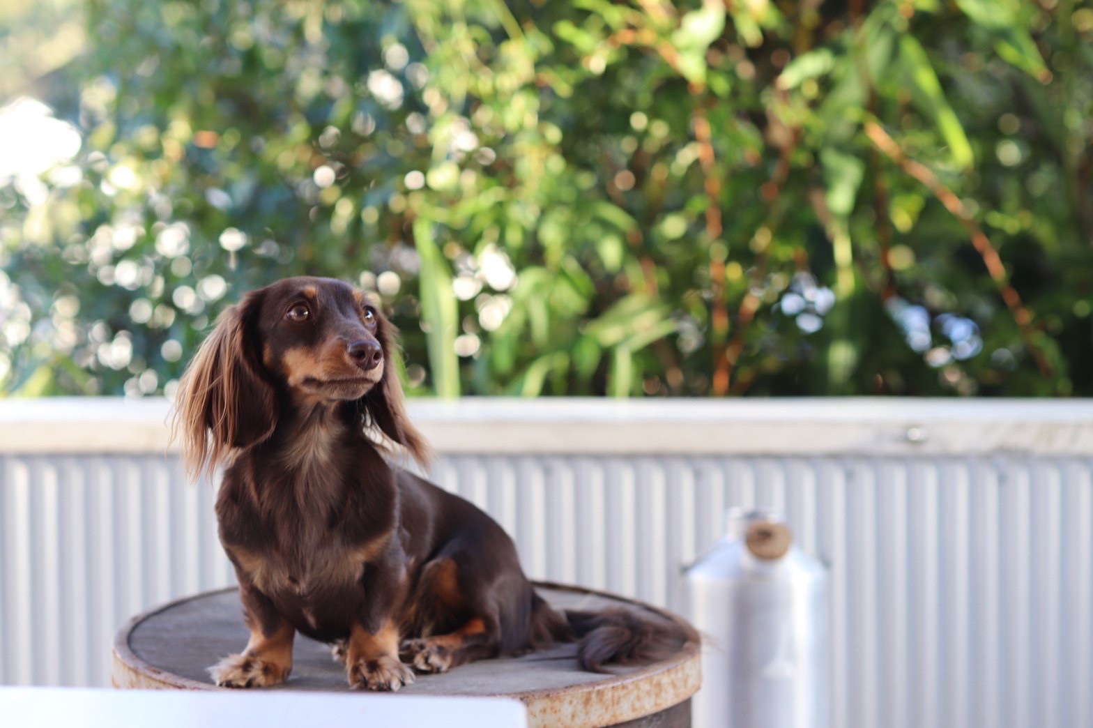 Kaninchen-Dachshund Kaninchen-Dachshund