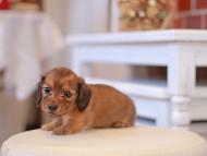 Kaninchen-Dachshund146