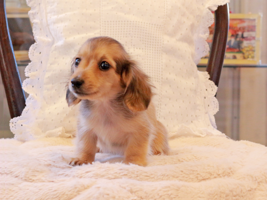 カニンヘン ダックスフンド まめms & 竹千代CHの子犬 シェーデットイエロー（シェーデットクリーム） 女の子（2）