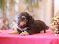 Kaninchen-Dachshund1