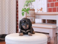Kaninchen-Dachshund154 Kaninchen-Dachshund154