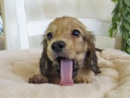 Kaninchen-Dachshund156