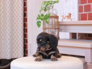 Kaninchen-Dachshund157