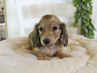 Kaninchen-Dachshund162