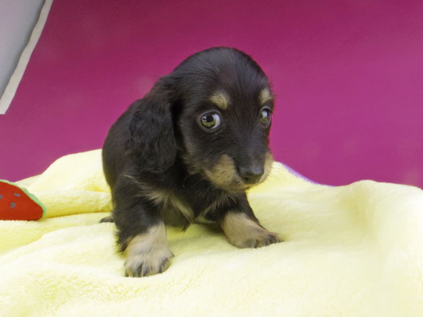 Kaninchen-Dachshund1623 Kaninchen-Dachshund1623