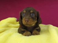 Kaninchen-Dachshund1636