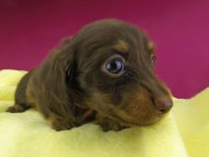 Kaninchen-Dachshund1651