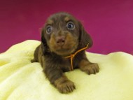 Kaninchen-Dachshund1659