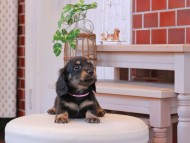 Kaninchen-Dachshund166 Kaninchen-Dachshund166