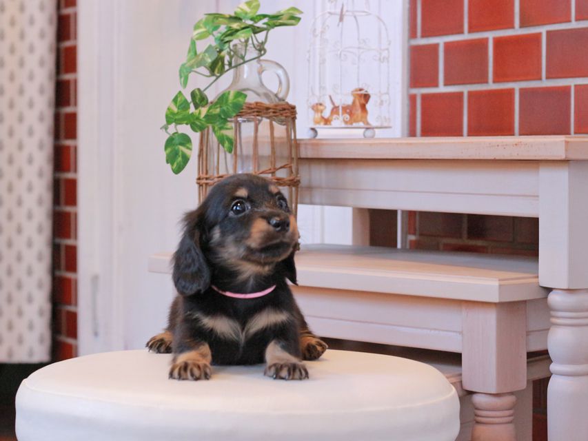 カニンヘン ダックスフンド カイラ & ピーターの子犬 ブラックイエロー（ブラッククリーム） 女の子