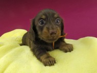 Kaninchen-Dachshund1661