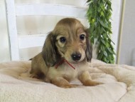 Kaninchen-Dachshund169