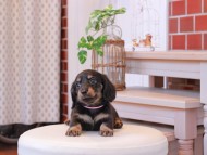 Kaninchen-Dachshund169