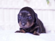 Kaninchen-Dachshund17
